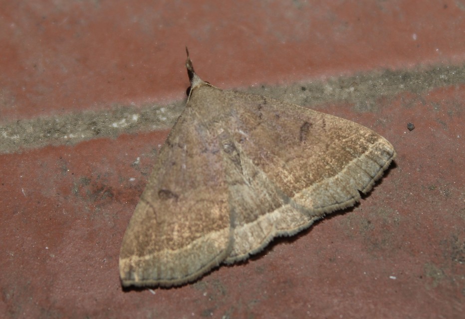 Pechipogo plumigeralis - tollascsápú karcsúbagoly