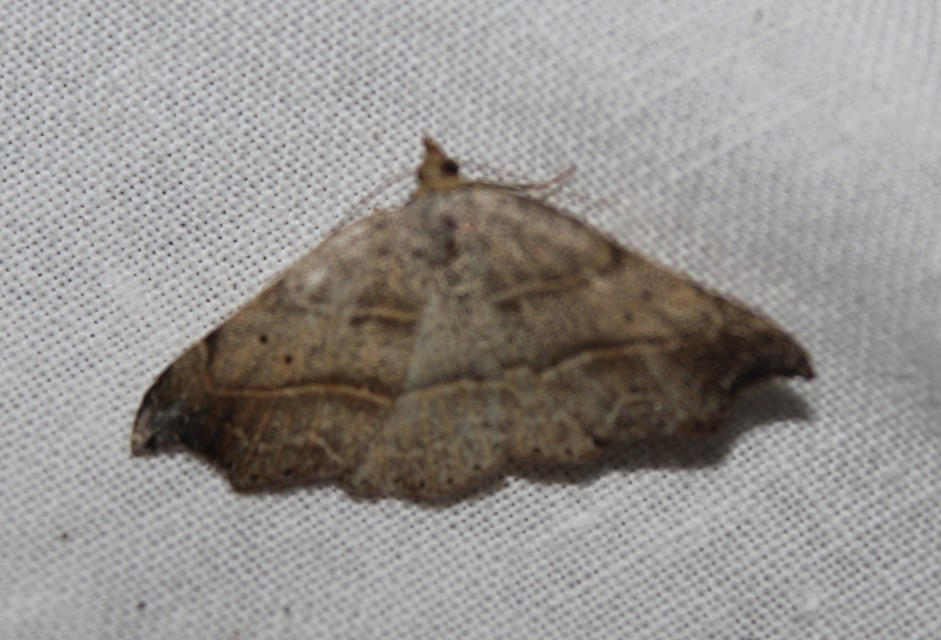 Laspeyria flexula - zuzmóbagoly