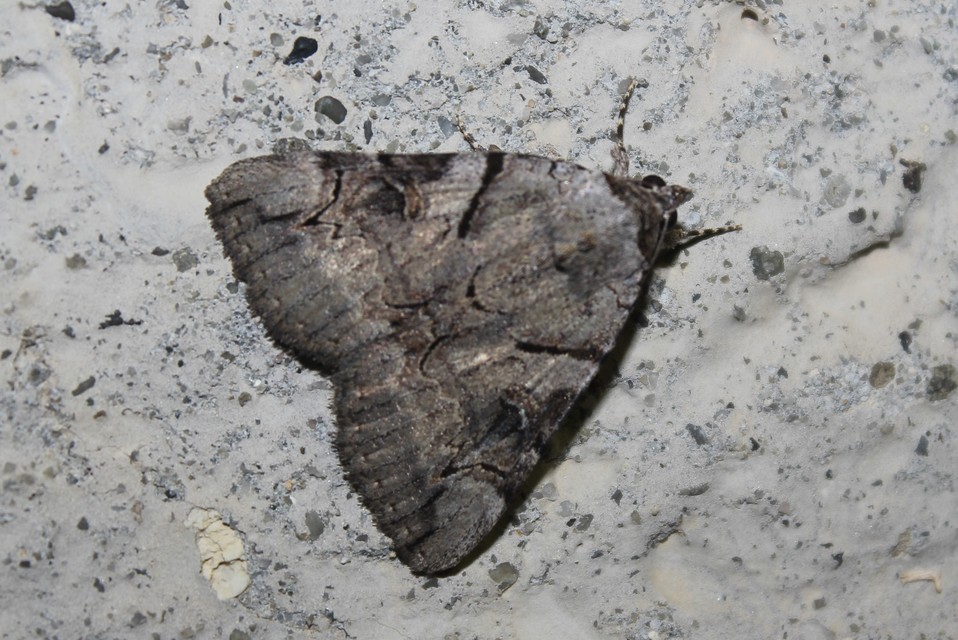 Catocala hymenaea - kökény-övesbagoly