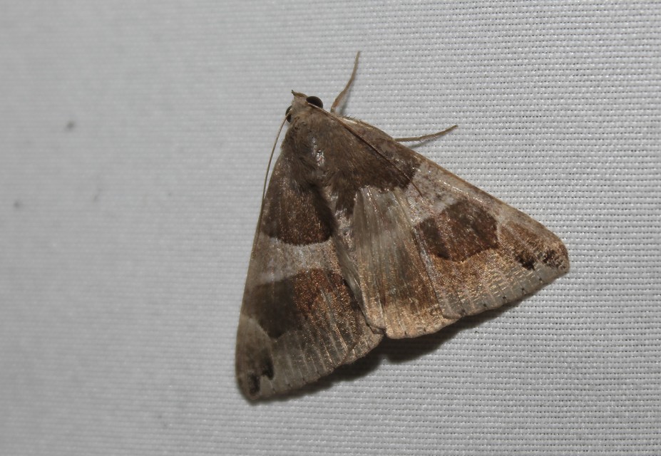 Dysgonia algira - déli porcelánbagoly