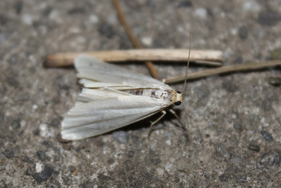 Eilema