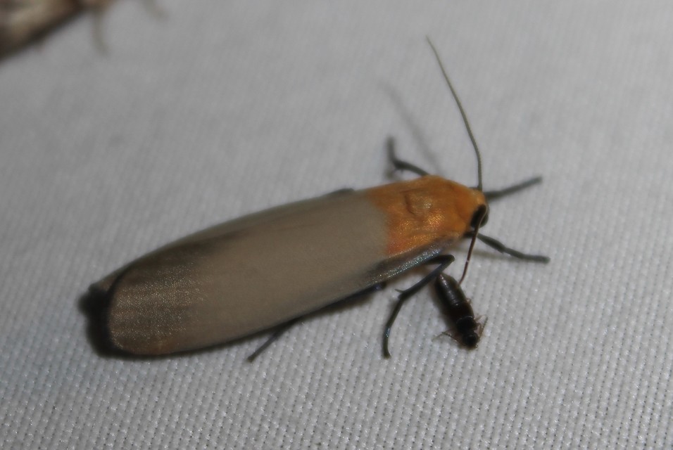 Lithosia quadra - négypettyes zuzmószövő