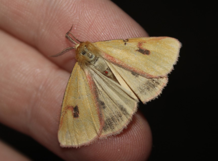 Diacrisia sannio - vörösszélű medvelepke