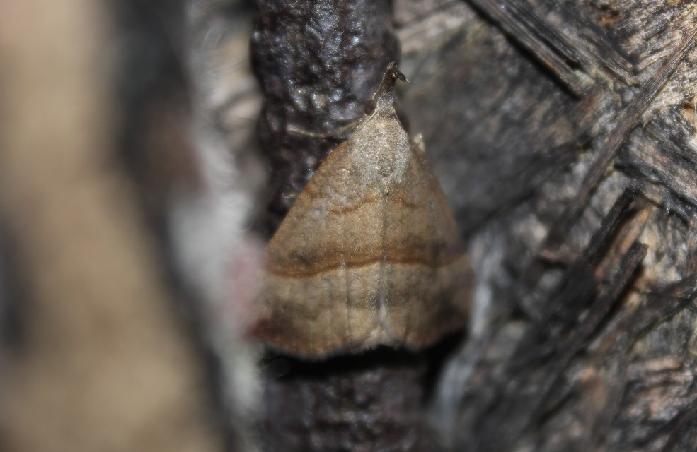 Hypena proboscidalis - ormányos karcsúbagoly