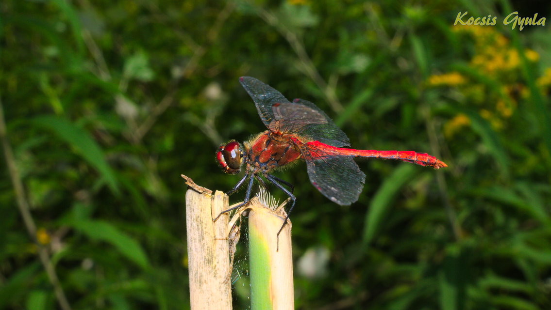 Sympetrum sanguineum - vörös katona-szitakötő