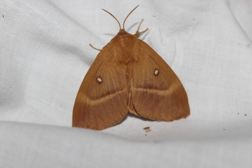 Lasiocampa quercus - tölgyfaszövő