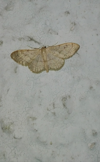 Idaea deversaria - egyszínű sávosaraszoló