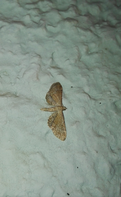 Eupithecia simpliciata - kerekszárnyú törpearaszoló