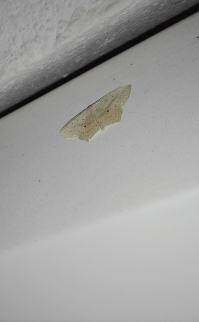 Scopula flaccidaria - alföldi sávosaraszoló