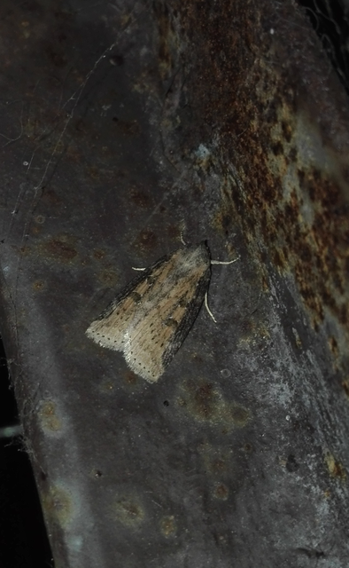 Chilodes maritima - négyfoltos nádibagoly