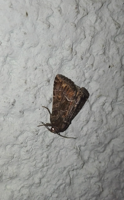 Thalpophila matura - fakó erdeibagoly