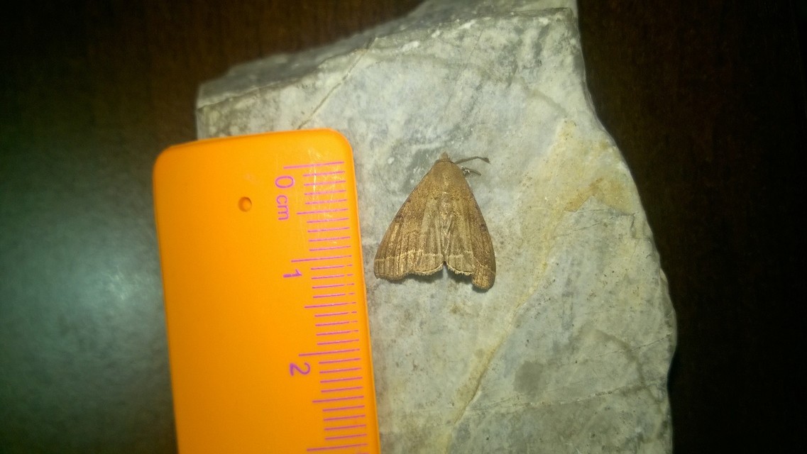 Pechipogo plumigeralis - tollascsápú karcsúbagoly