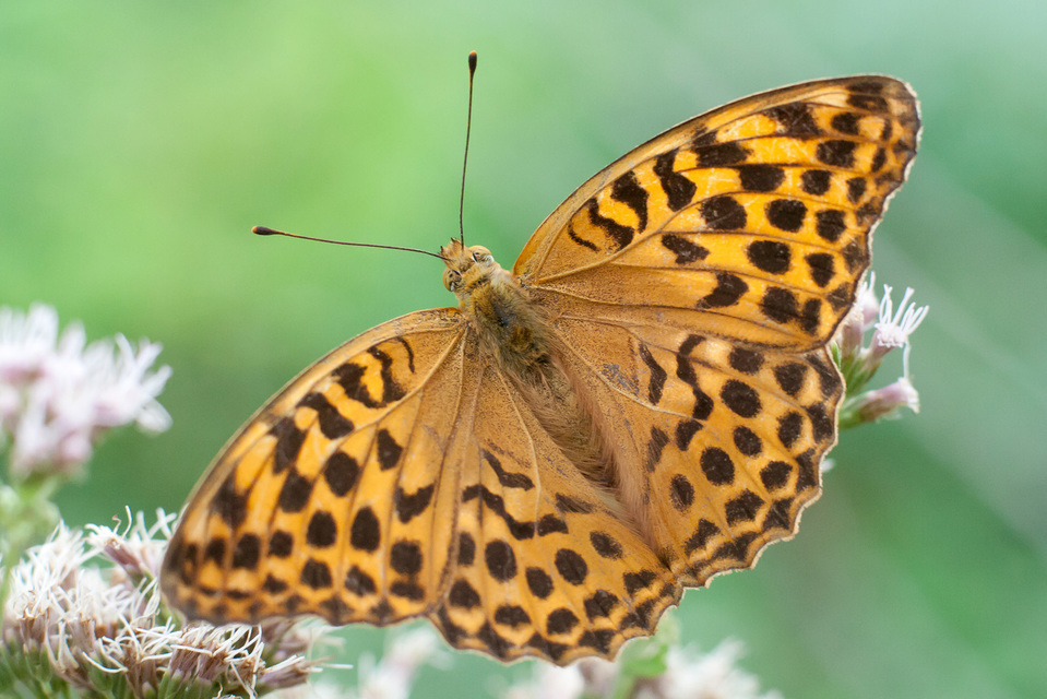 Argynnis paphia - nagy gyöngyházlepke