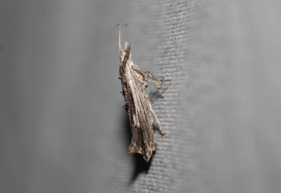 Ypsolopha scabrella - körtelevél-tarkamoly