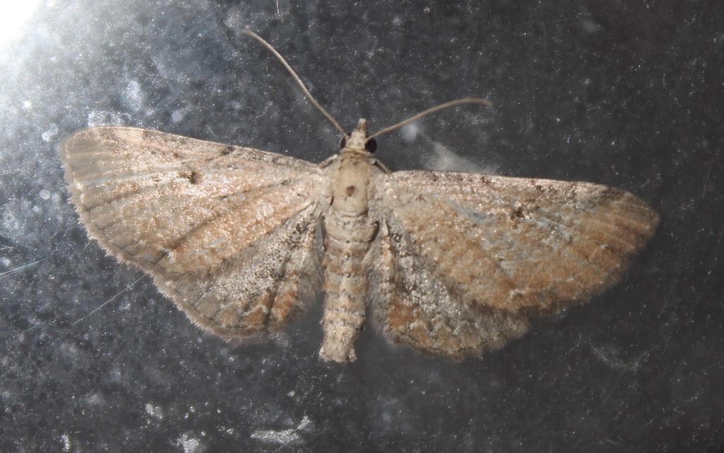 Eupithecia simpliciata - kerekszárnyú törpearaszoló
