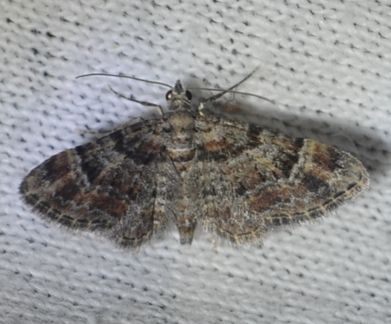 Gymnoscelis rufifasciata - vöröscsíkos törpearaszoló