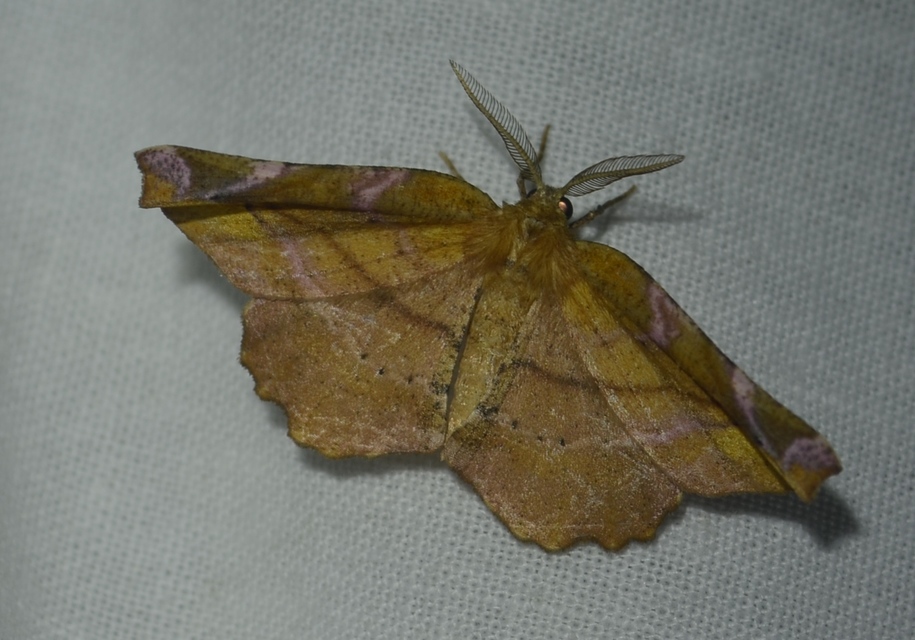 Apeira syringaria - orgona-araszoló