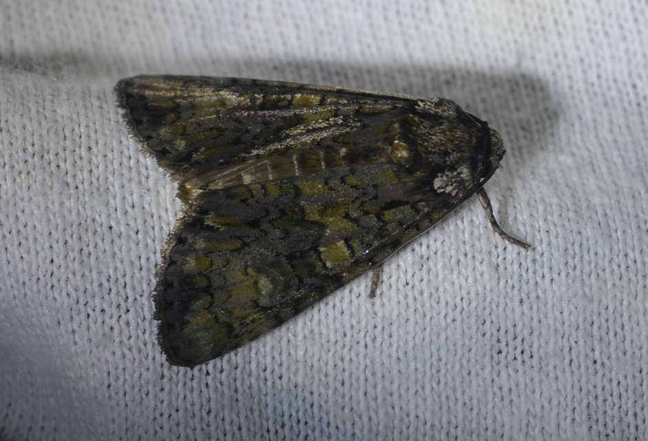 Craniophora ligustri - fagyalbagoly