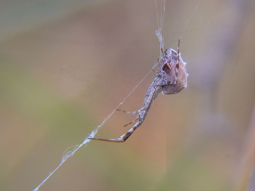 Uloborus walckenaerius - derespók