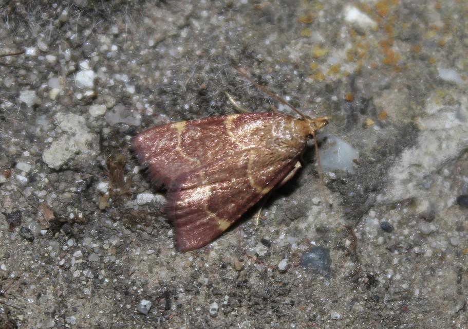 Hypsopygia rubidalis - vörös fényilonca