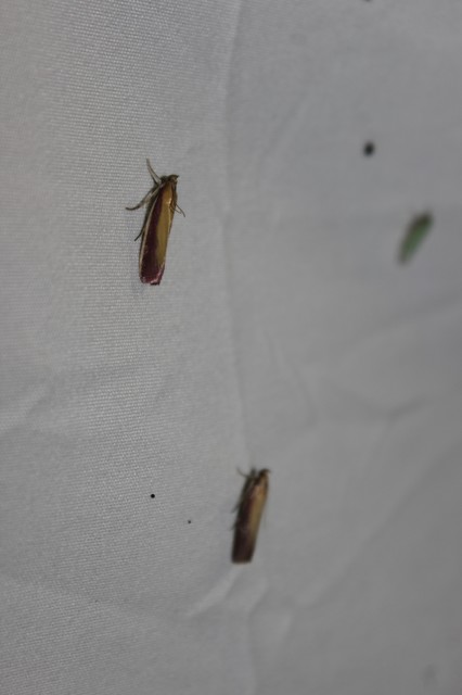 Oncocera semirubella - lucernamoly