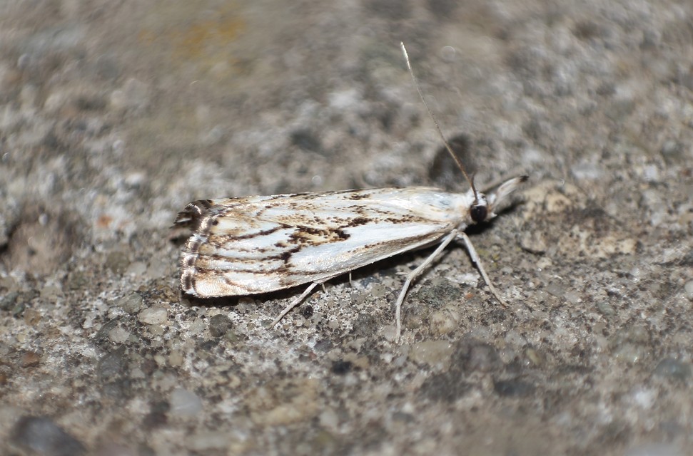 Catoptria falsella - hálós fűgyökérmoly