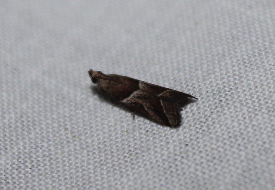 Nyctegretis lineana - agátszínű karcsúmoly