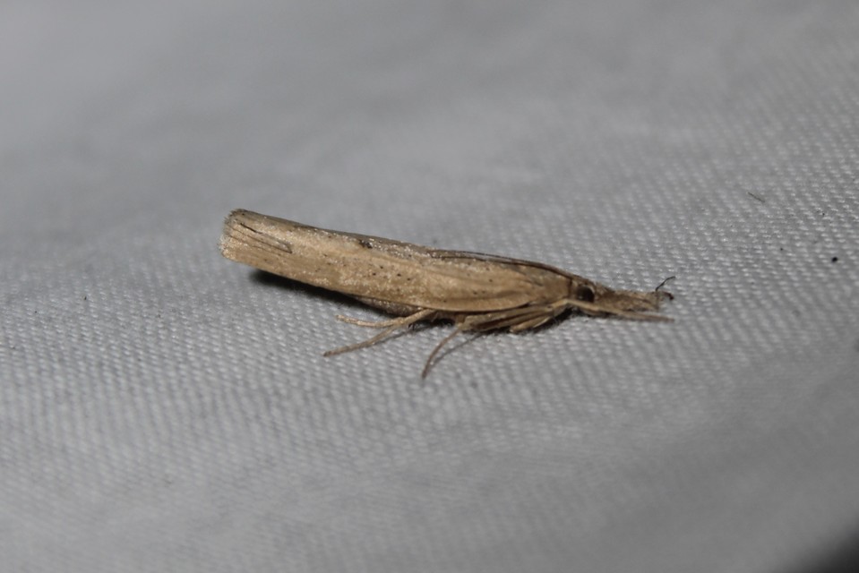 Pediasia contaminella - mocskos fűgyökérmoly