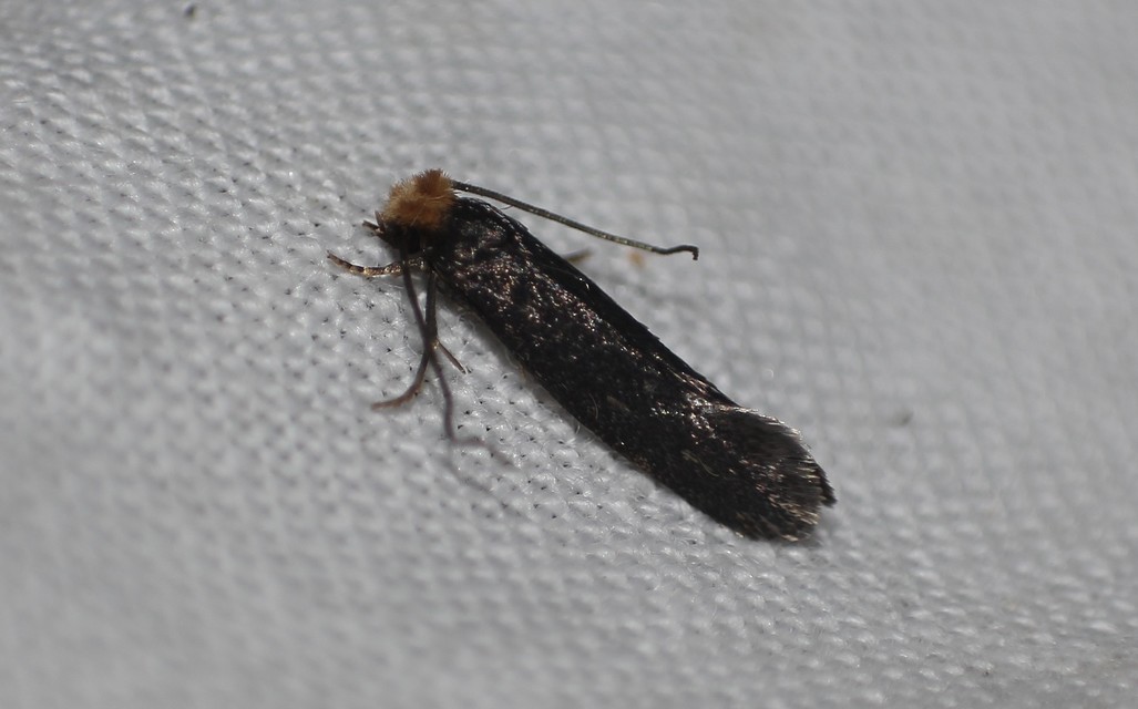 Monopis