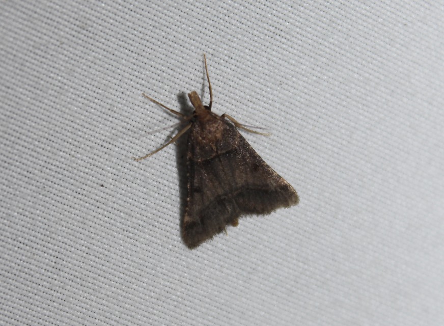 Stemmatophora brunnealis - barna fényilonca