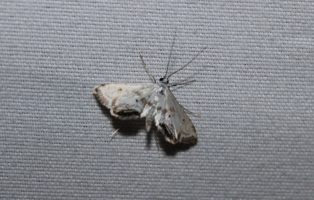 Cataclysta lemnata - békalencsemoly