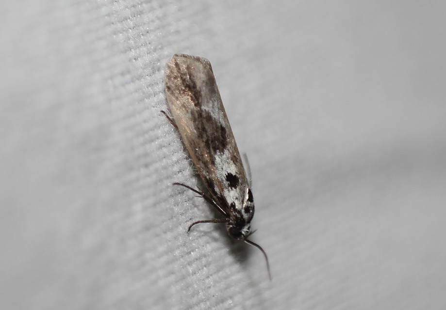 Ethmia quadrillella - gyászos feketemoly