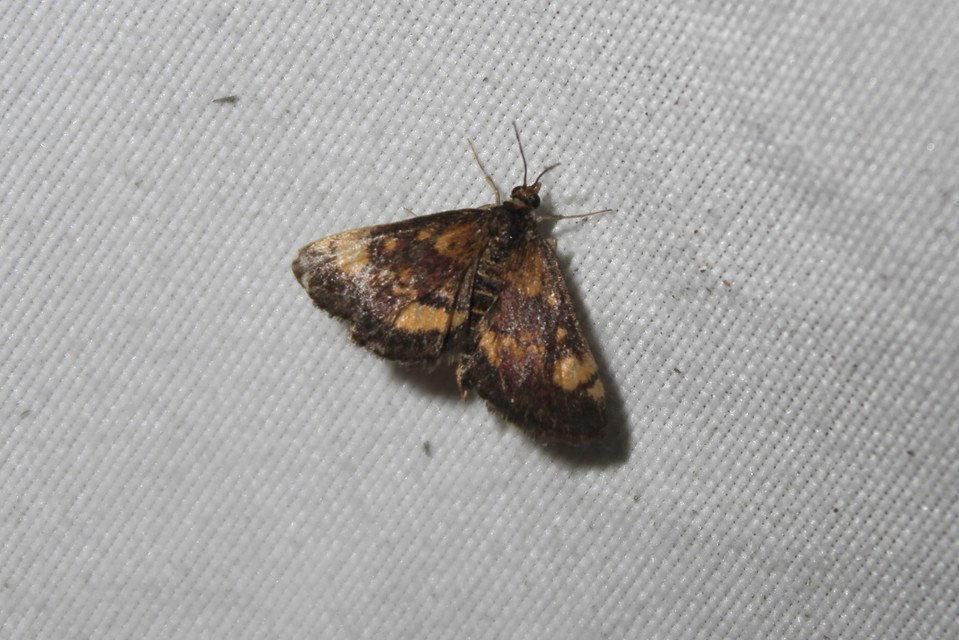 Pyrausta aurata - aranyló bíbormoly