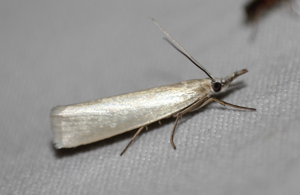 Crambus perlella - gyöngyházas fűgyökérmoly
