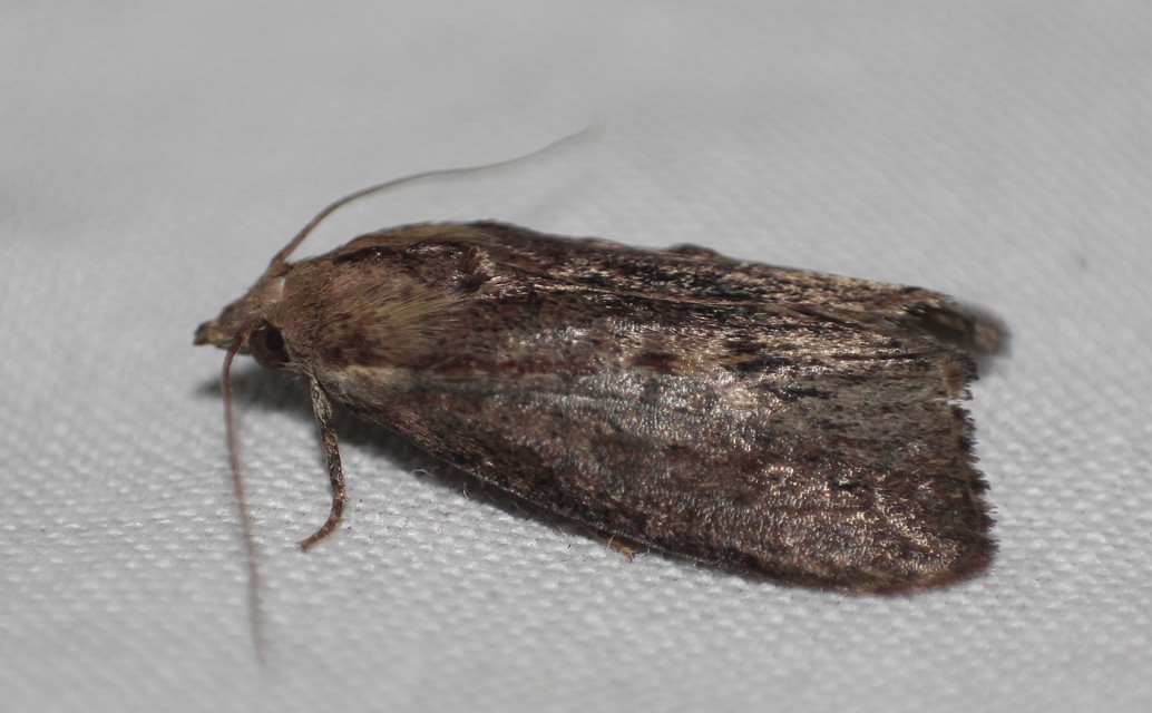 Galleria mellonella - nagy viaszmoly