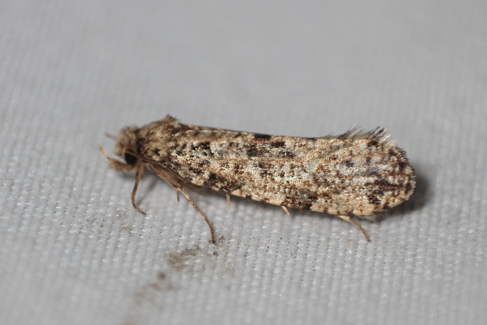 Tineidae - ruhamolyfélék
