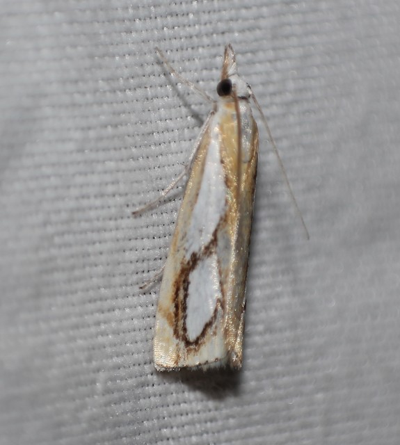 Catoptria pinella - ezüstös fűgyökérmoly