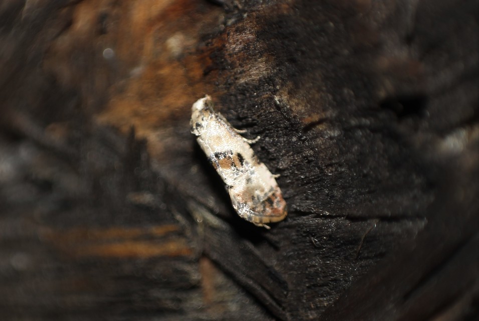 Neocochylis hybridella - keserűgyökér-fúrómoly