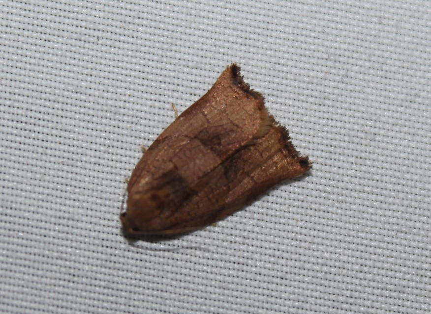 Archips podana - dudvarágó sodrómoly