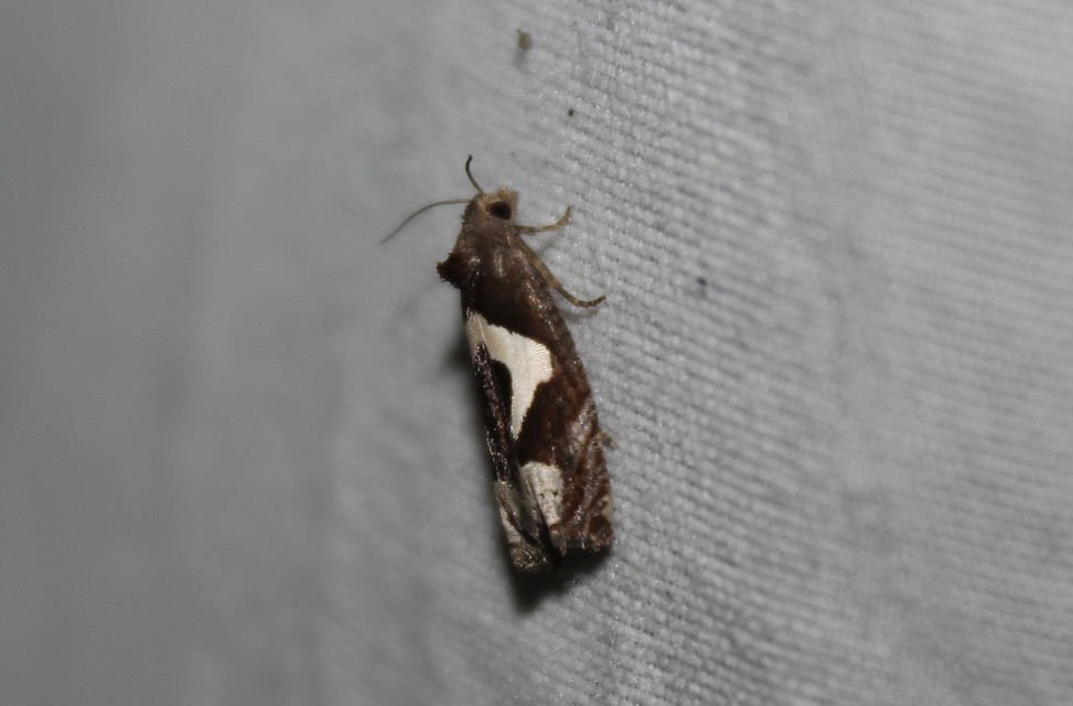 Epiblema foenella - kampósfoltú tükrösmoly