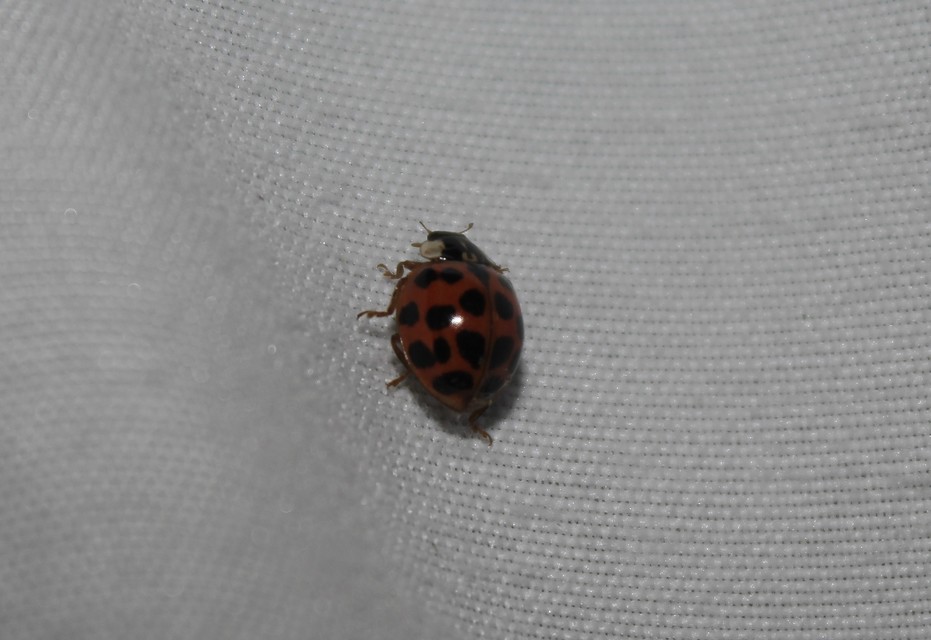 Harmonia axyridis - harlekinkatica