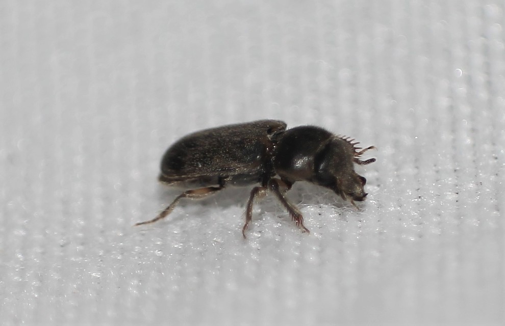 Heteroceridae - iszapbogárfélék