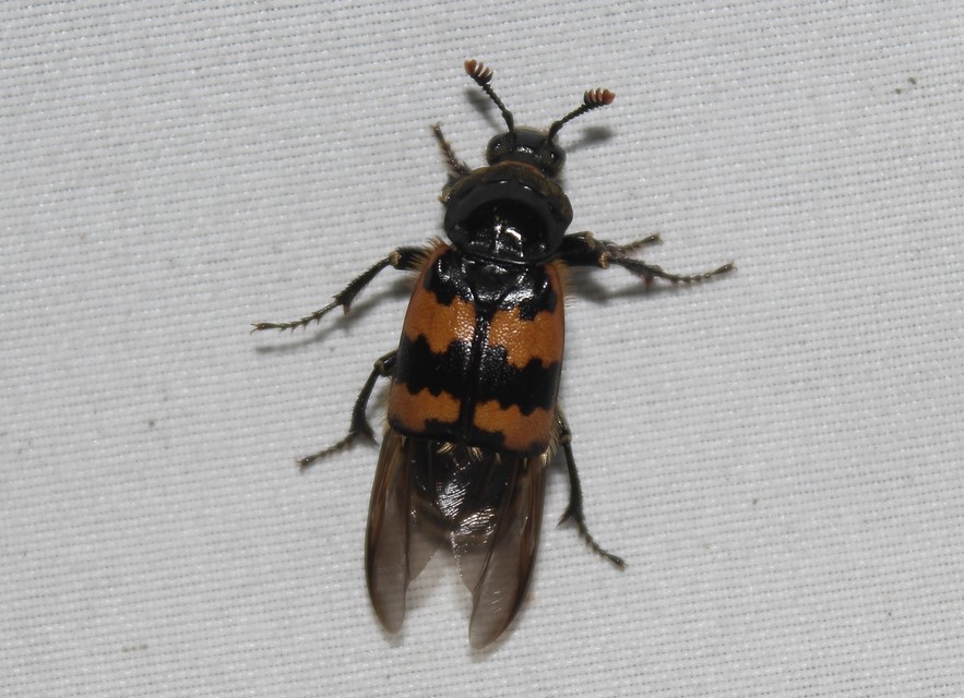 Nicrophorus vespillo - közönséges temetőbogár