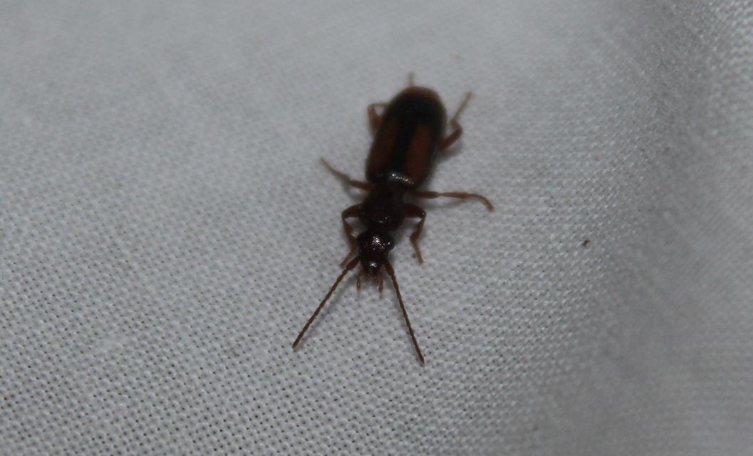 Polistichus connexus - barna sutafutó