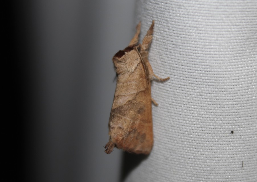 Clostera anastomosis - barna levélszövő