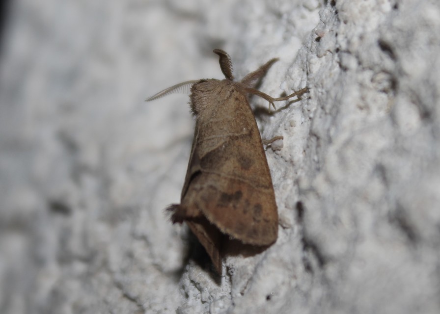 Clostera anastomosis - barna levélszövő