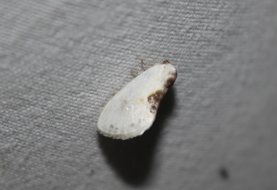 Cilix glaucata - törpe sarlósszövő