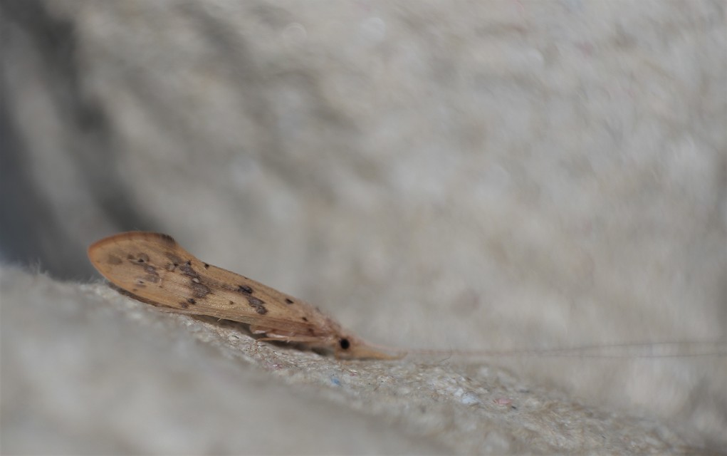 Trichoptera - Tegzesek