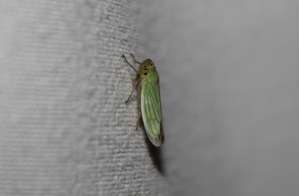 Cicadella viridis - méregzöld kabóca