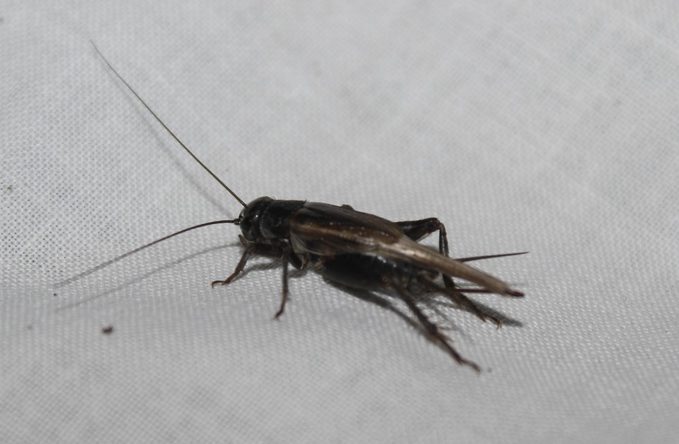 Eumodicogryllus bordigalensis - bordói tücsök